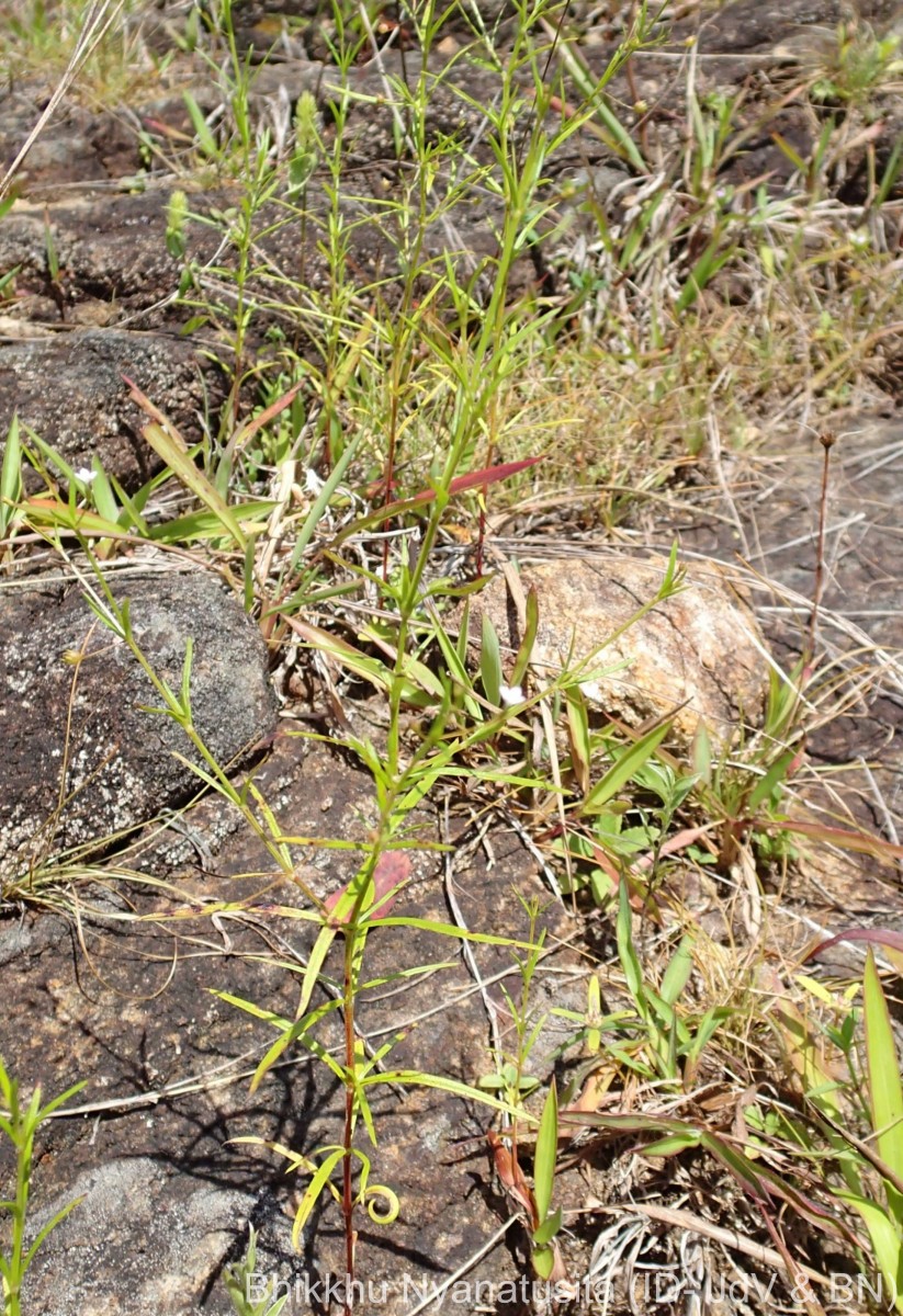 Oldenlandia herbacea (L.) Roxb.